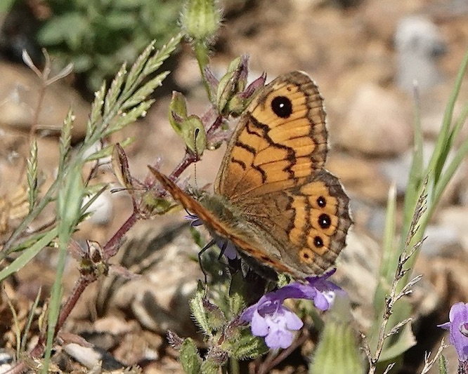 wall brown